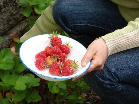 Как ухаживать за рассадой клубники? - Генон